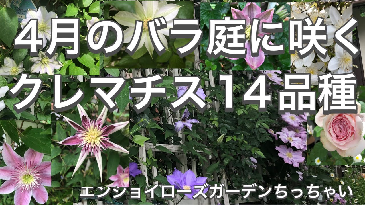 4月の薔薇庭に咲くクレマチス14品種　①カトーマニージョー②モンタナエリザベス③モンタナスノーフレーク④満州黄⑤白馬⑥マルチブルー⑦ピンクレッド⑧ジョセフィーヌ⑨HFヤング⑩ミスベイトマン 等