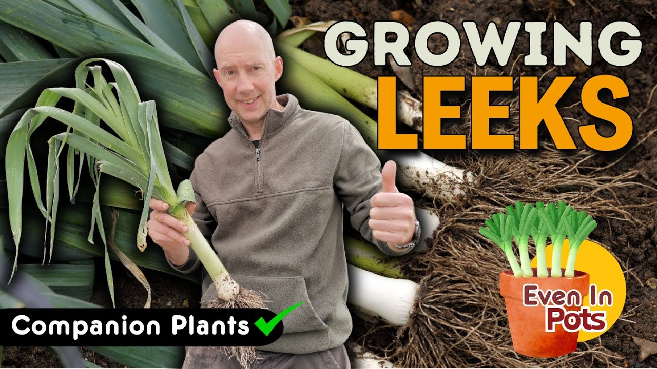How to Grow Leeks | Follow Along Ultimate Guide