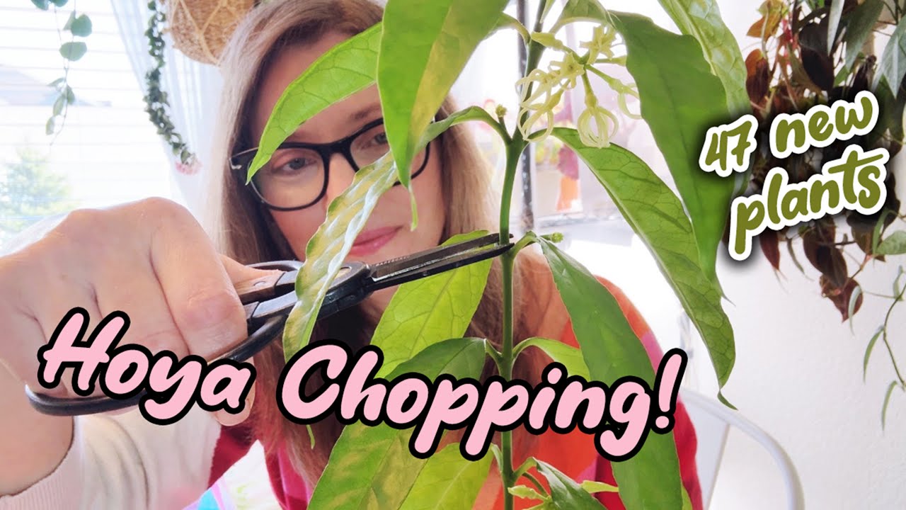 Chopping Hoyas | Propagate With Me | 47 New Plants!!!!!