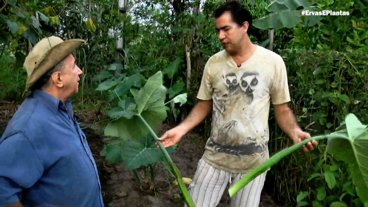 Ervas e Plantas| PANC – Plantas Alimentícias Não Convencionais