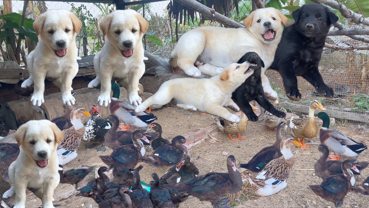 Happy to be a puppy and a duck.