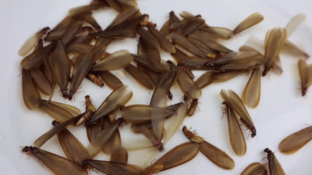 Edible Termite Alates - Insects you can eat.