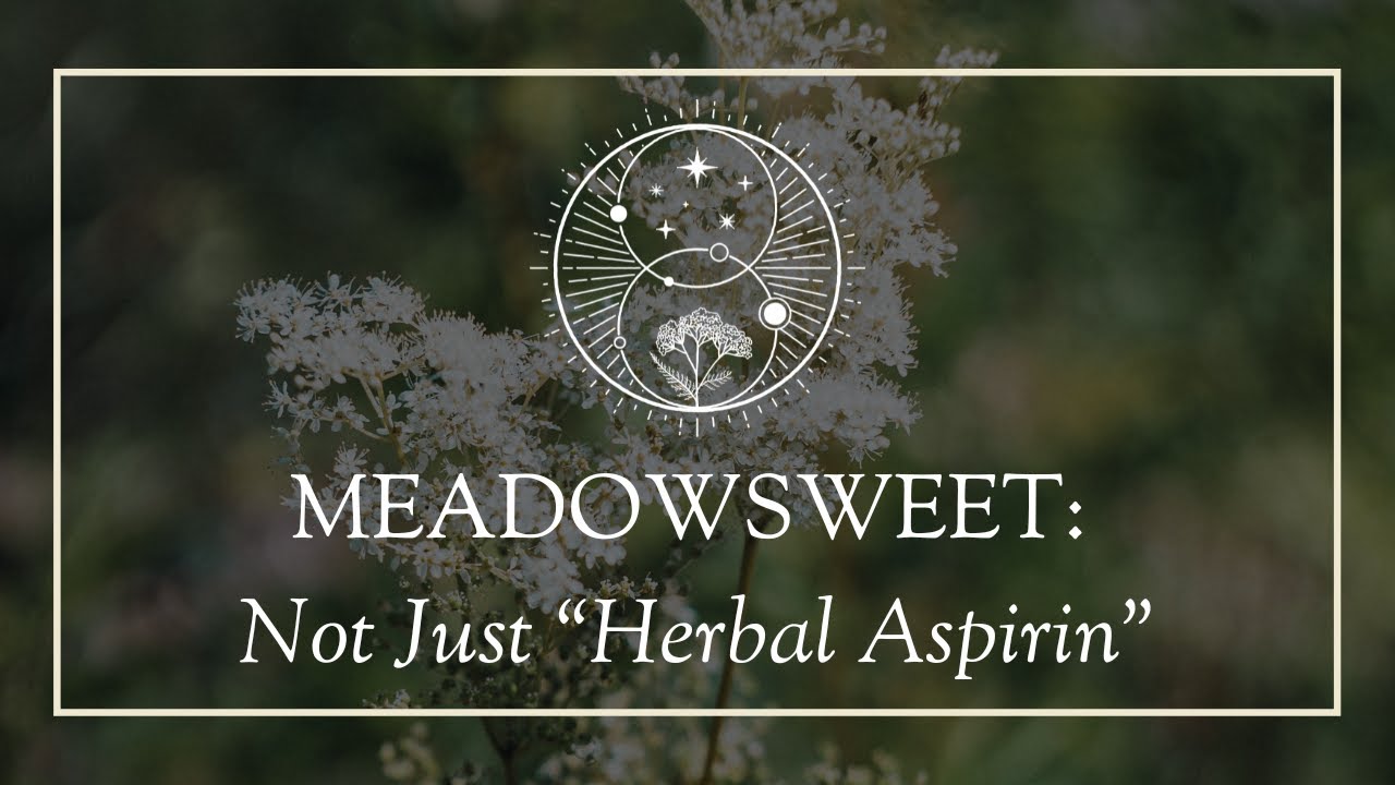 Meadowsweet: Not Just “Herbal Aspirin”