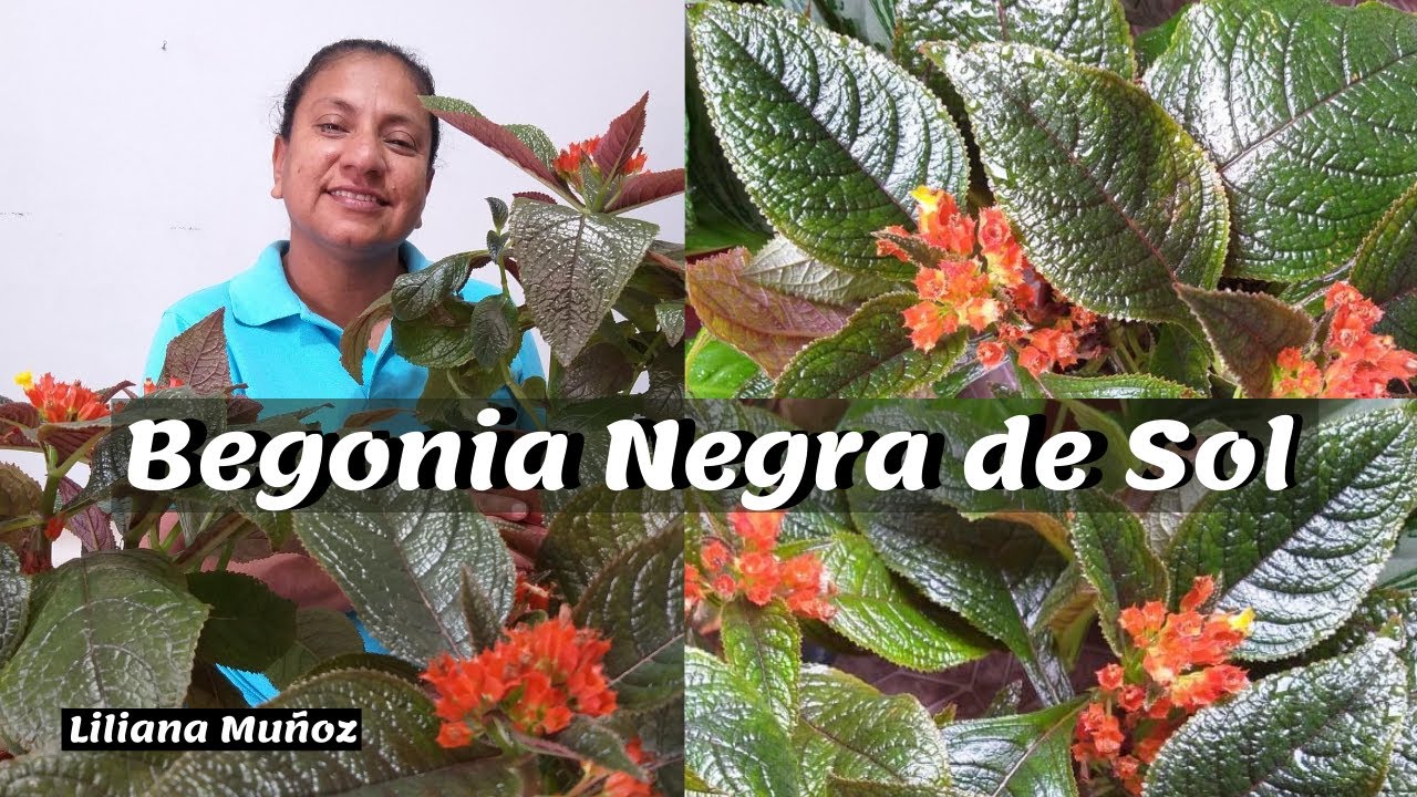 BEGONIA NEGRA| DE SOL /  Liliana Muñoz