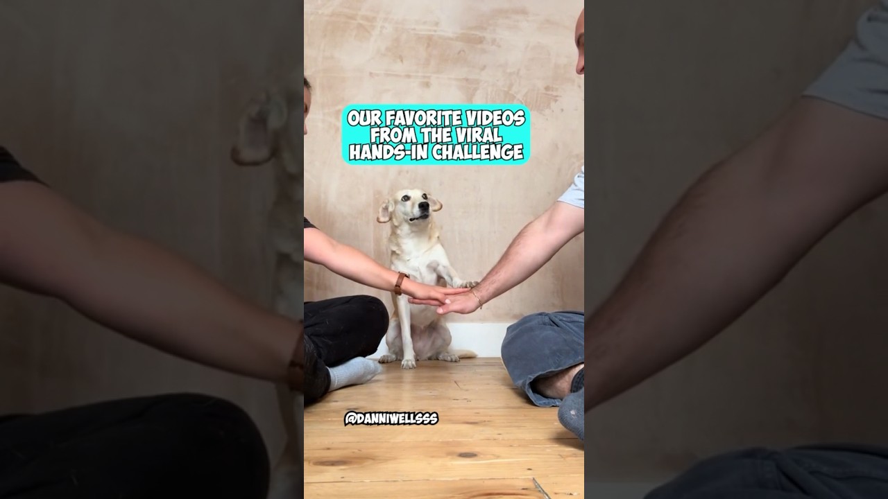 The Best Videos of the Viral Hands-In Challenge