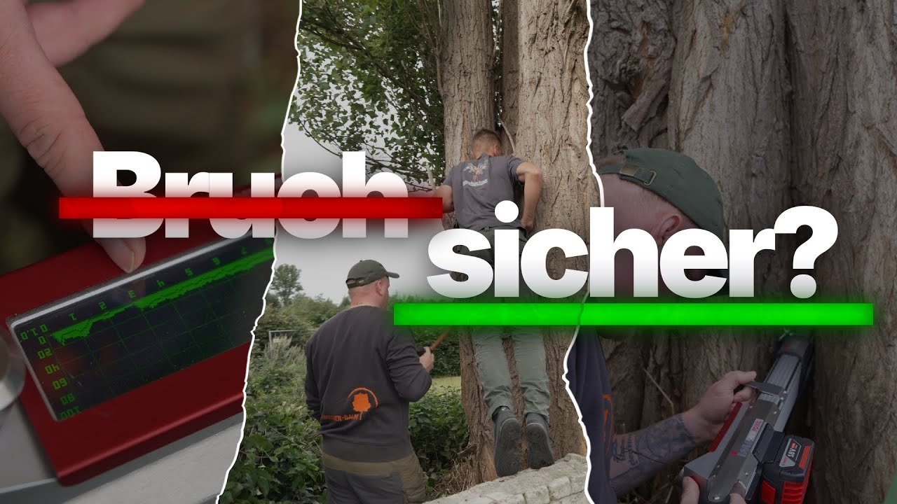 Eingehende Baumuntersuchung: Ist diese Pappel noch bruchsicher? 🌳⚠️