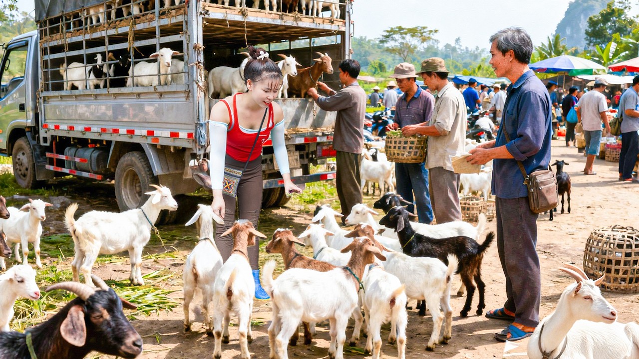 Buy 200 Goats From Farmer | Horse Cart Transport to Market for Big Sale