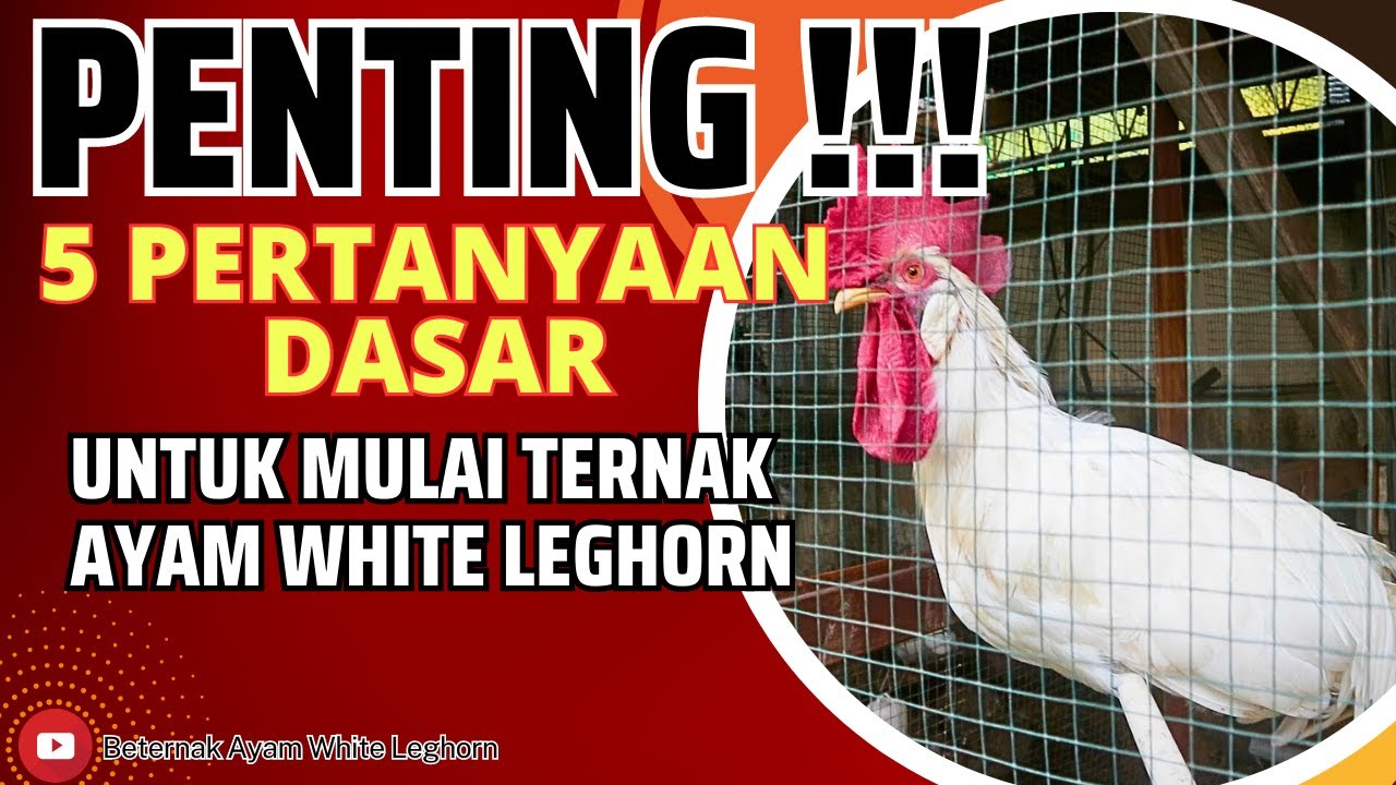 PENTING‼️DARI PERTANYAAN INI JADI KONTEN EMAS 💰,  PETERNAK PEMULA 🐔 WHITE LEGHORN WAJIB TAHU 💯