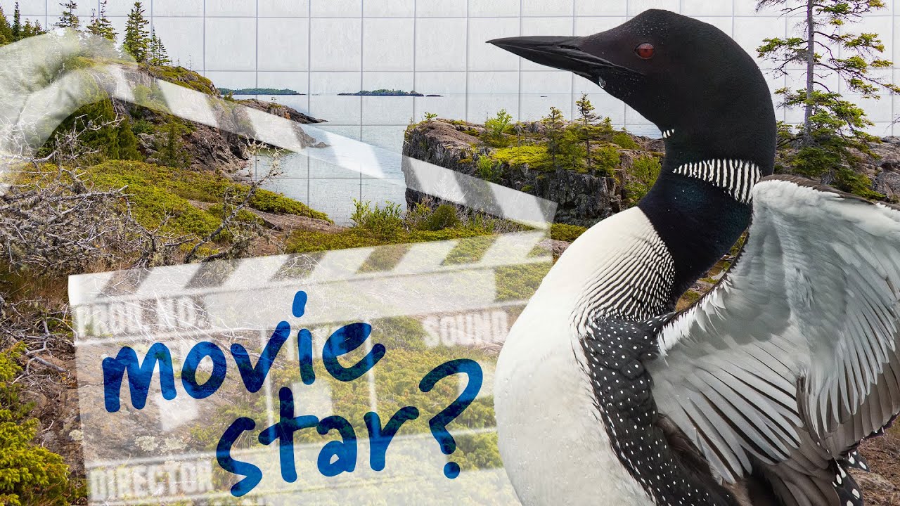 What's So Special About Loons? | Encyclopaedia Britannica
