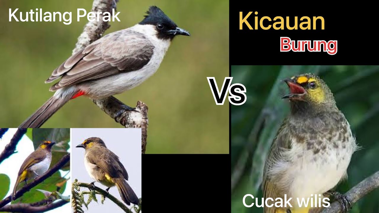 Inikah Suara Kicauan Burung Cucak Wilis dan Kutilang ?!