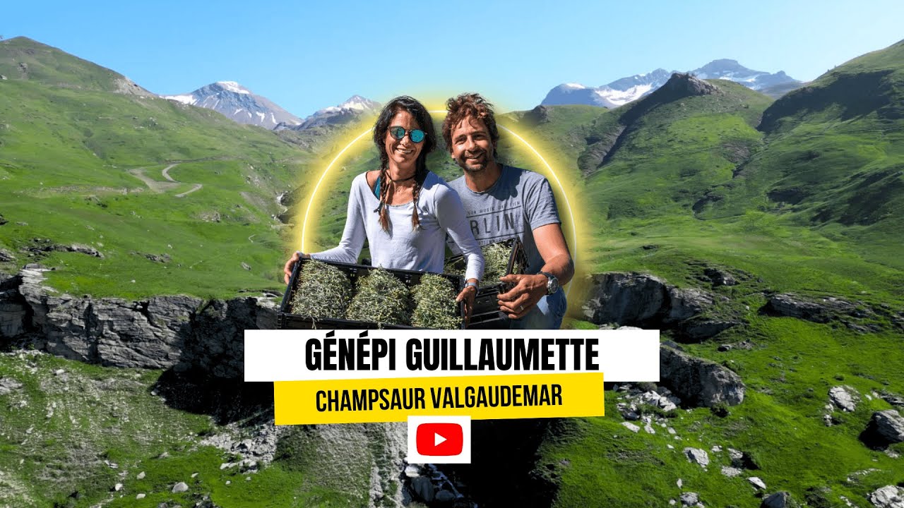 Le Génépi Guillaumette : une histoire de famille, de transmission et de passion ✨