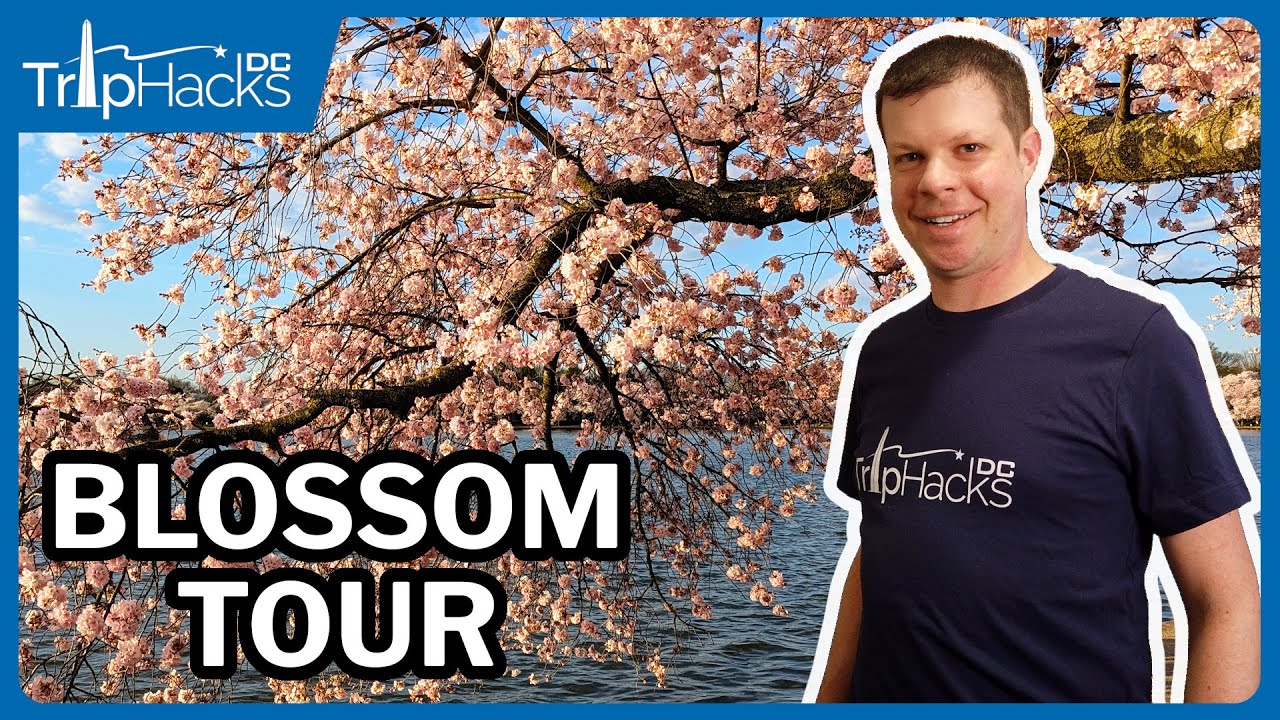 Washington DC Cherry Blossom 2025 Virtual Tour 🌸 4K Narrated