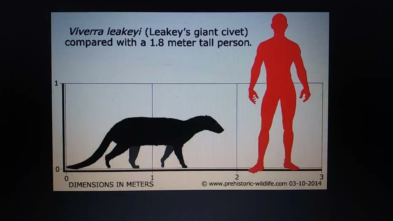 Largest Cenozoic carnivorans