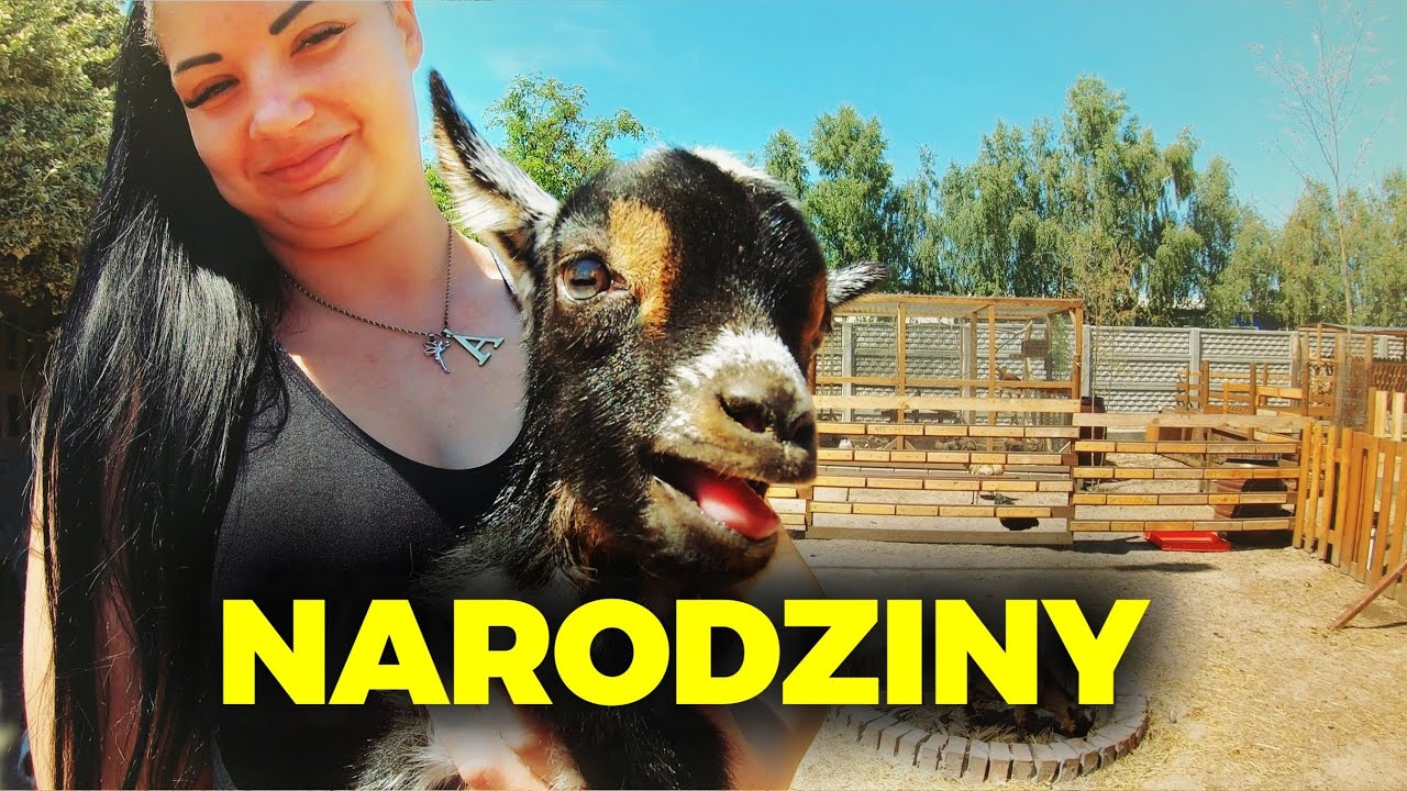 🥰 NARODZINY 🥰 najładniejszy koziołek w stadzie ❤️ MOJE MINI ZOO / odc. 241