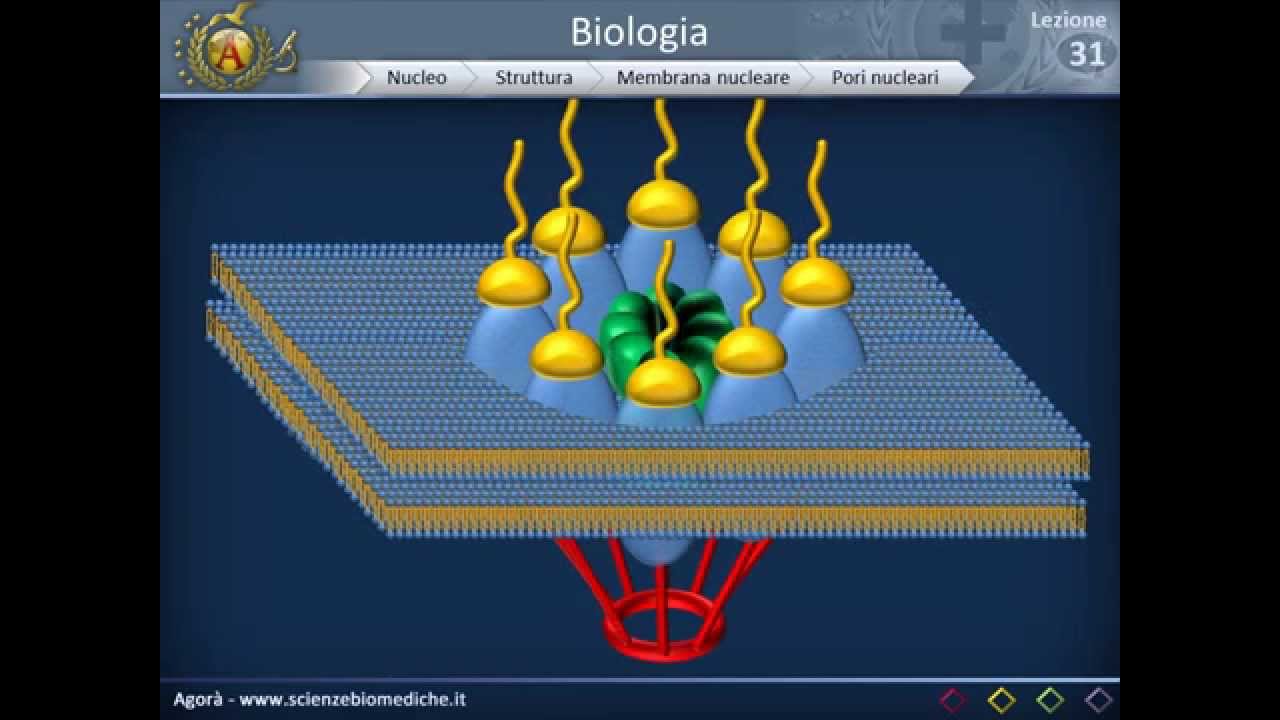 Nucleo