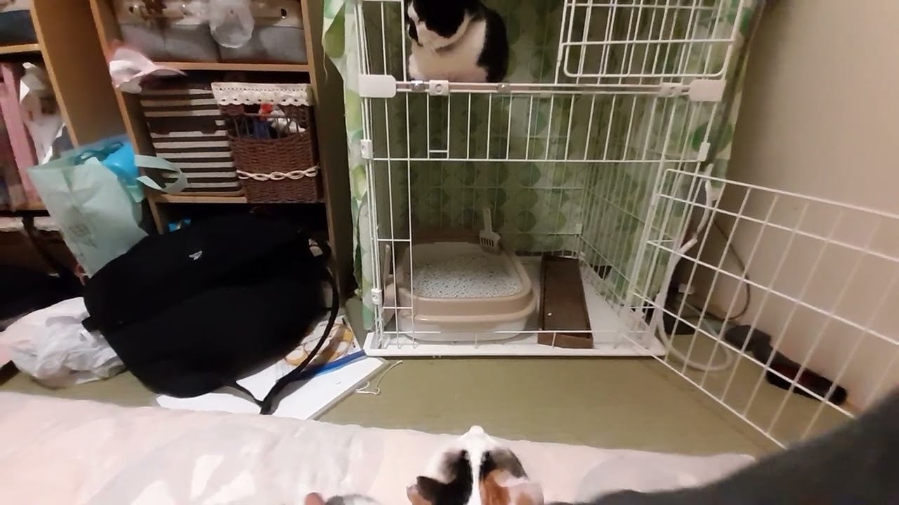 1月21日預かり猫ごましお(仮)預かり32日目初めての香箱座り