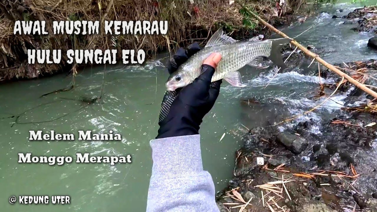 MANCING NILEM TEHNIK NUTUL DI AWAL MUSIM KEMARAU #mancingnilem