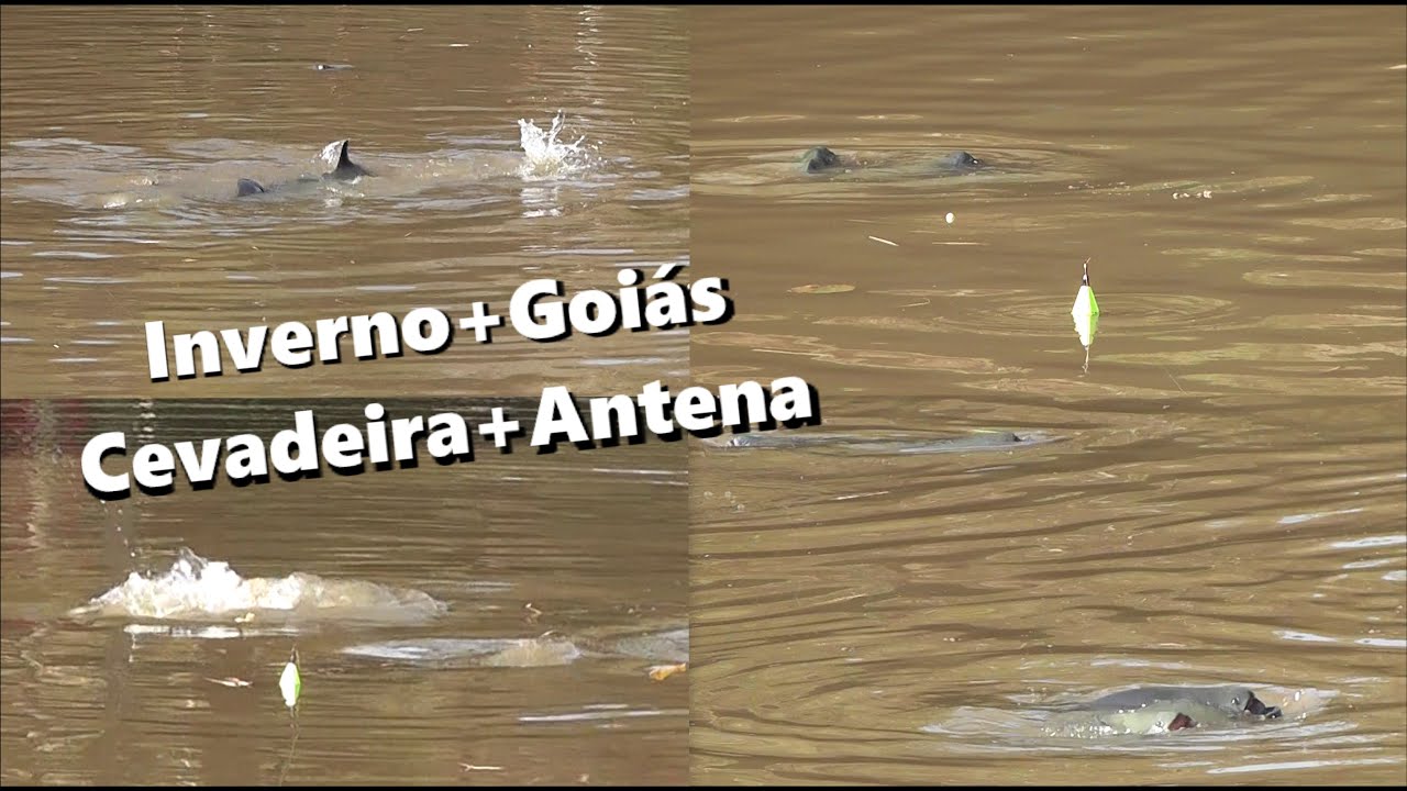 A melhor pescaria de CEVADEIRA que voc&ecirc; j&aacute; viu !!! (TAMBAS GIGANTES atacando as antenas)