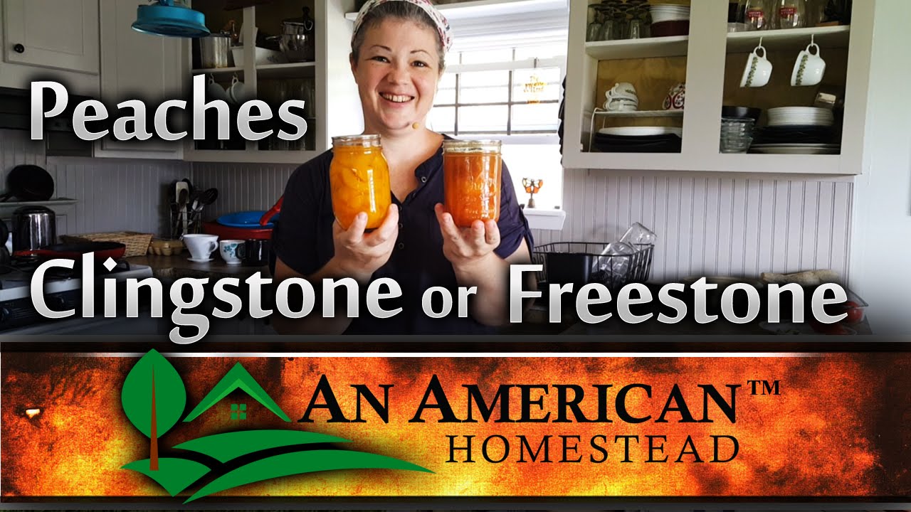 CANNING PEACHES: Choosing Clingstone or Freestone