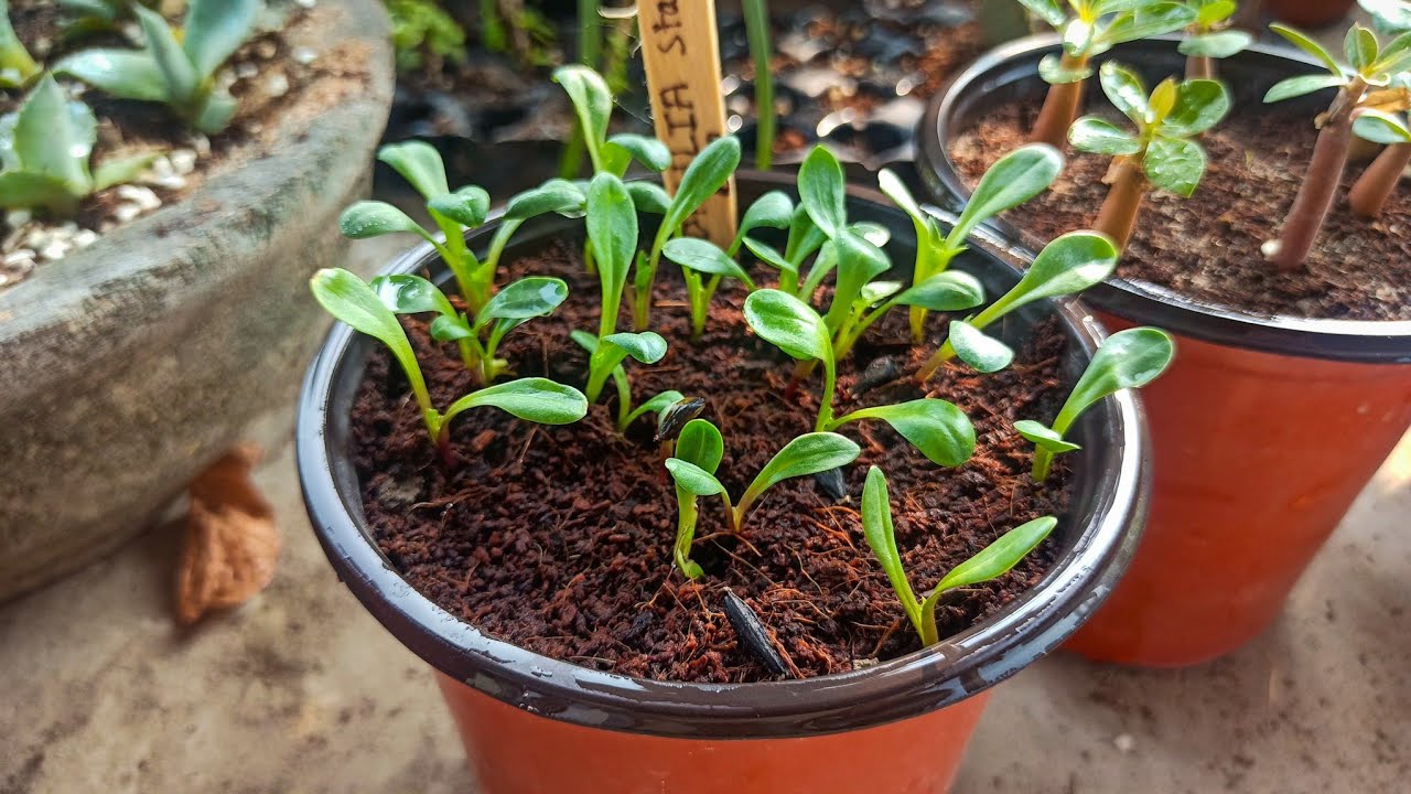 बीज से पौधे निकलने के बाद Healthy पौधों के लिए देख-भाल ऐसे करे || How to Take Care of Seedlings