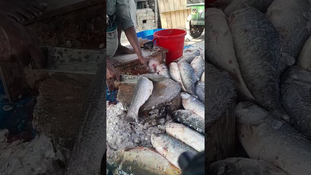 Daily Live Fish (Local & Foreign)  প্রতিদিন বাগদা গলদা হরিনা রুই কাতলা পাইশে পাতাড়ি টেংরা মাছের লাইভ