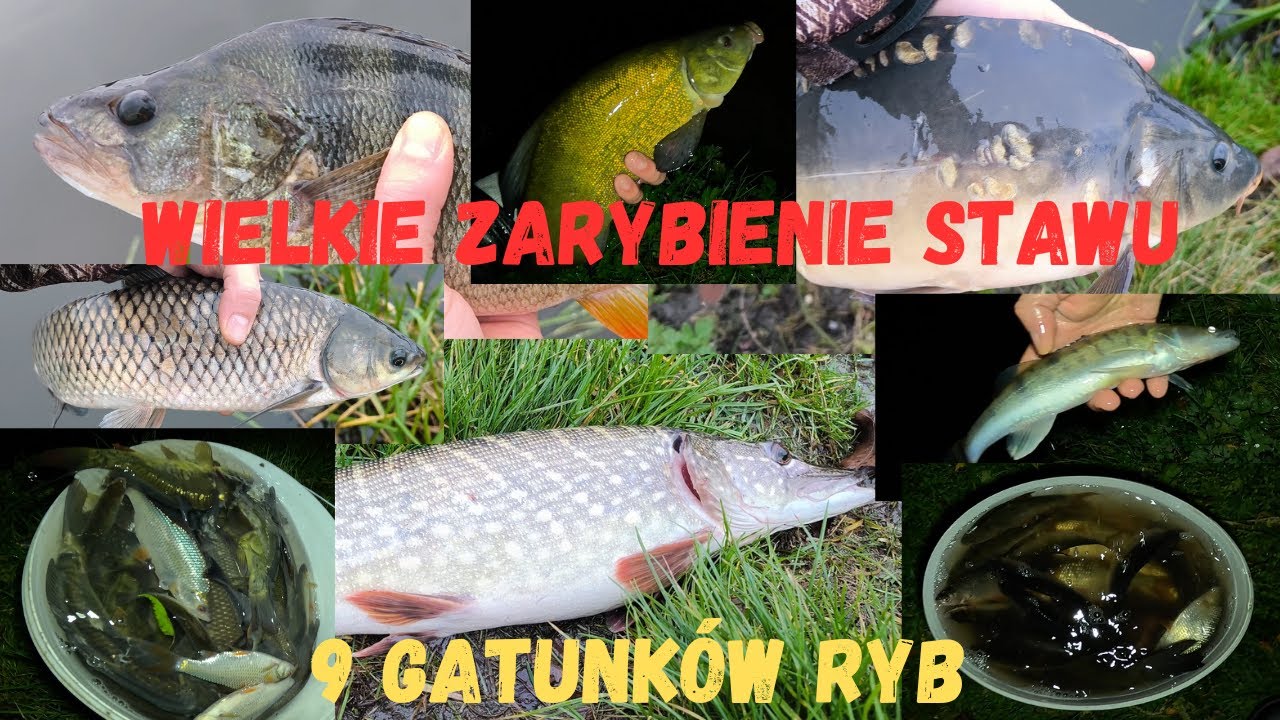 Zarybianie Stawu Okoń Szczupak Sandacz Lin Karp Amur Płoć Słonecznica Piskorz