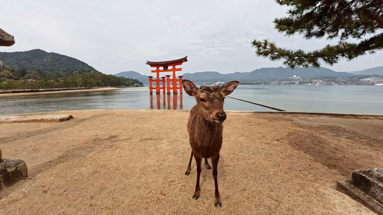 Miyajima Island: Japan's Perfect Day Trip Destination