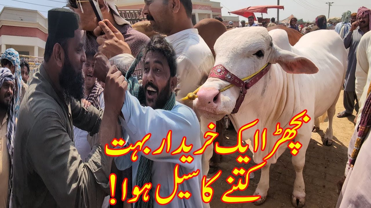 Multan Cow Mandi Main Aj Bohat Kheedar Aye Kitny Janwar Sale Hue? @SSTvs