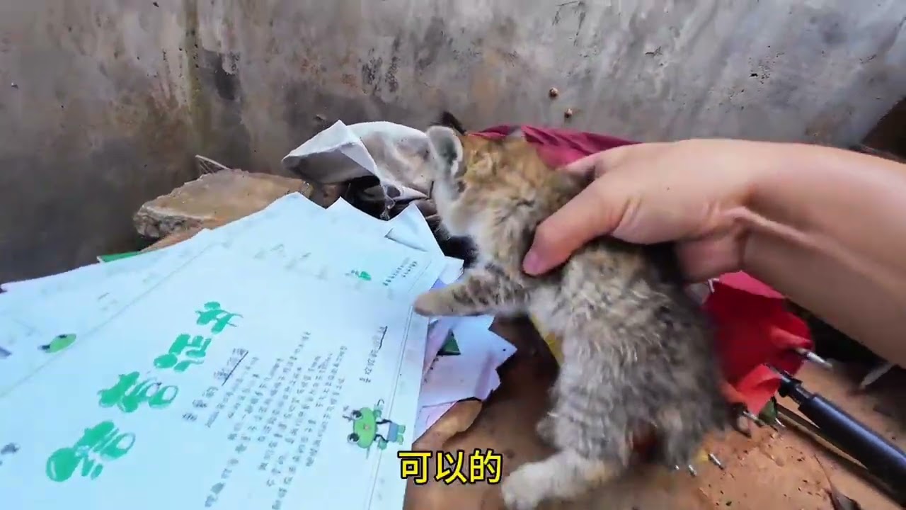 天上掉下来个小猫咪 还没有取名字 我希望它姓“李” 因为它是一只狸花 ...