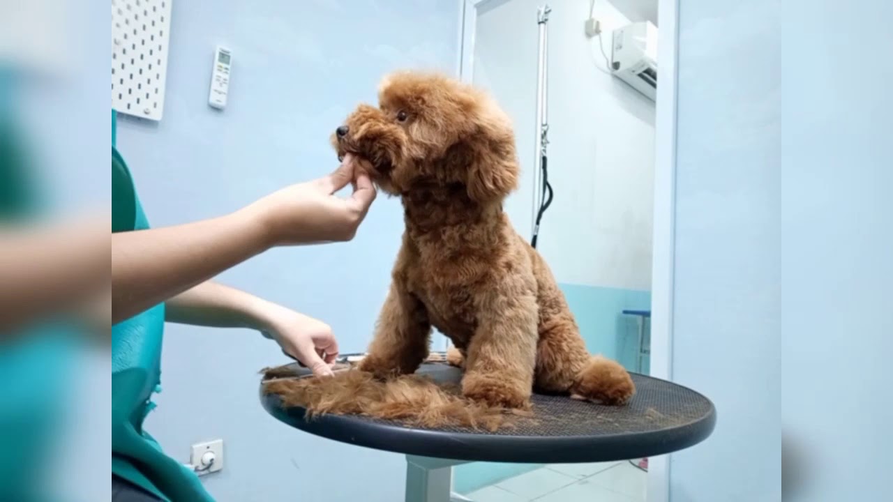 Cukur rambut perdana Baby poodle 5 bulan