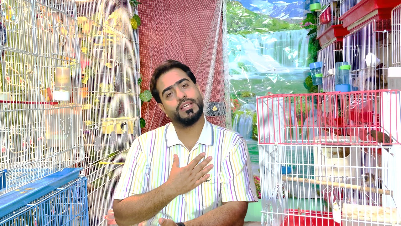 الوان جديده لطائر البنغالي فينش حبيت اشرح عليهه 🕊