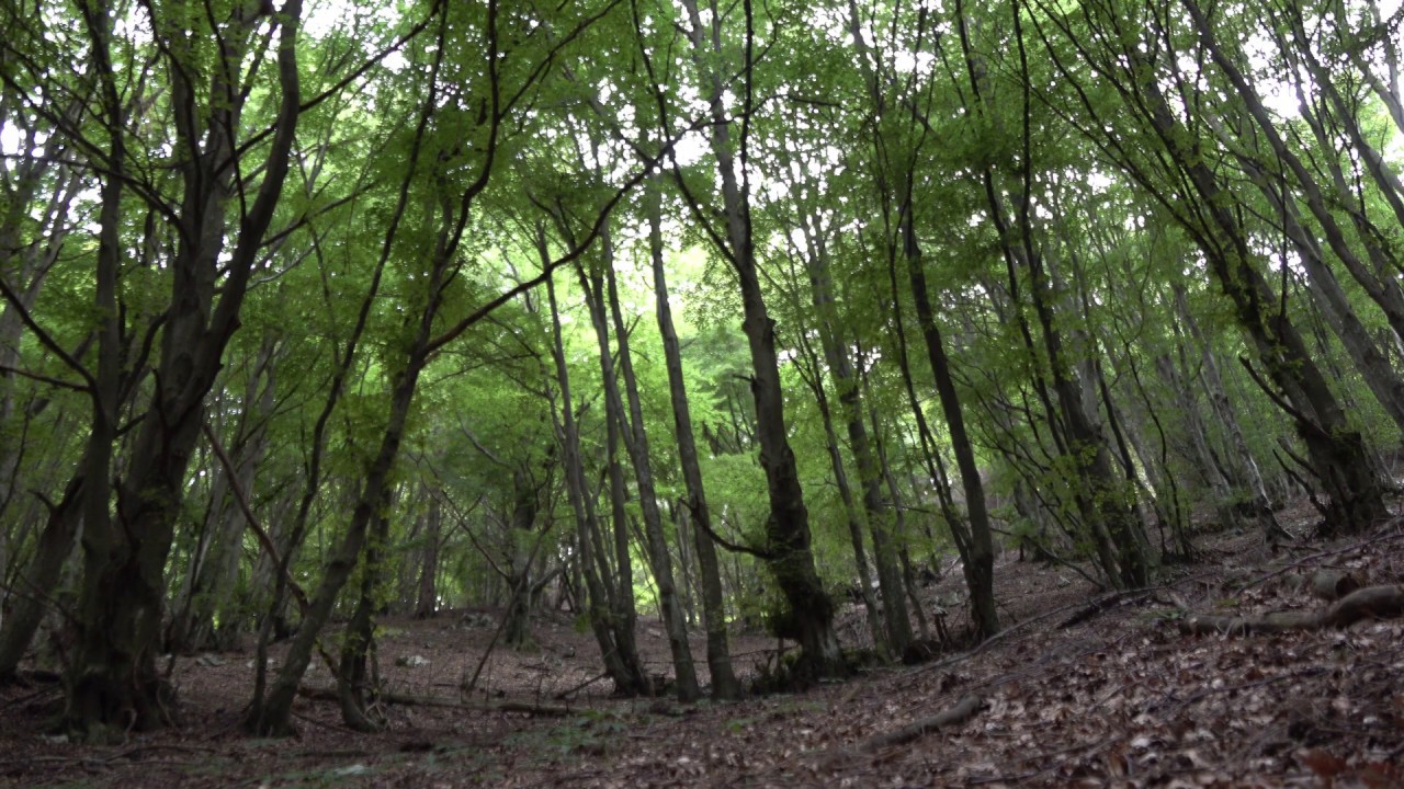 SUONI DELLA NATURA E IMMAGINI DEL SOTTOBOSCO