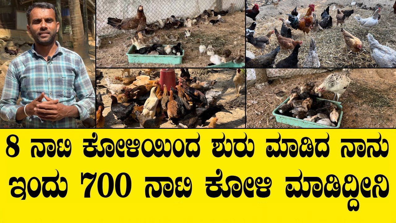 8 ನಾಟಿ ಕೋಳಿಯಿಂದ ಶುರು ಮಾಡಿದ ನಾನು ಇಂದು 700 ನಾಟಿಕೋಳಿ ಮಾಡಿದ್ದೀನಿ..natikoli sakanike video