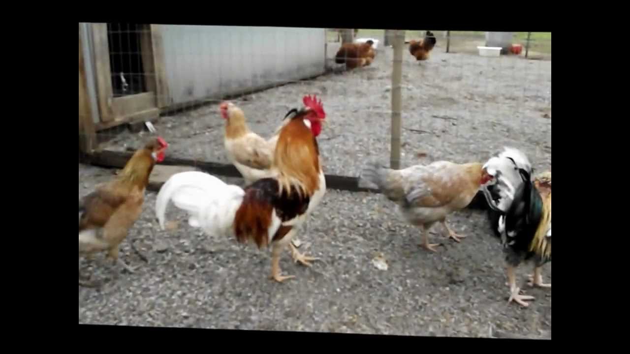 Emus and Icelandics.wmv