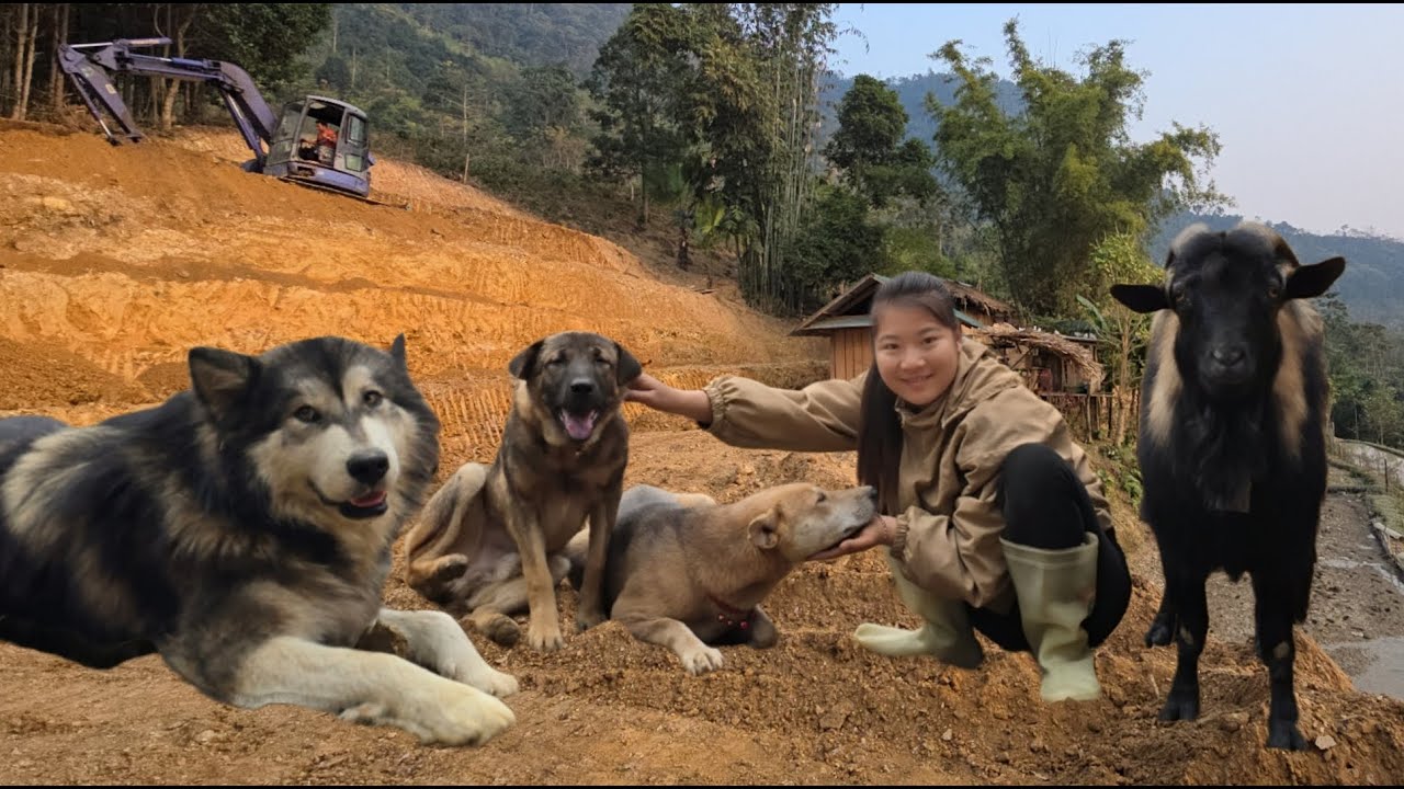 Vietnamese girl expands wasteland, preparing to build a farm - ha thi muon
