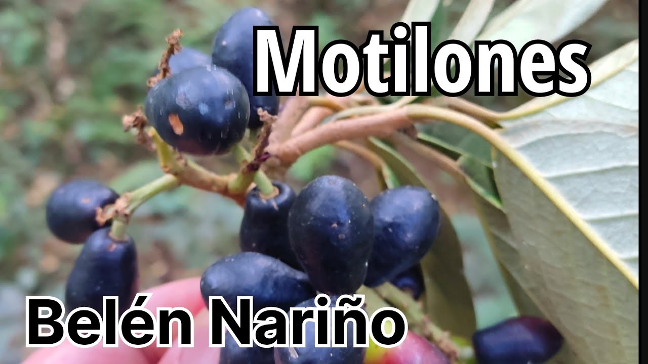 Recolectando Motilones. Un delicioso fruto de clima fr&iacute;o. @mandelx