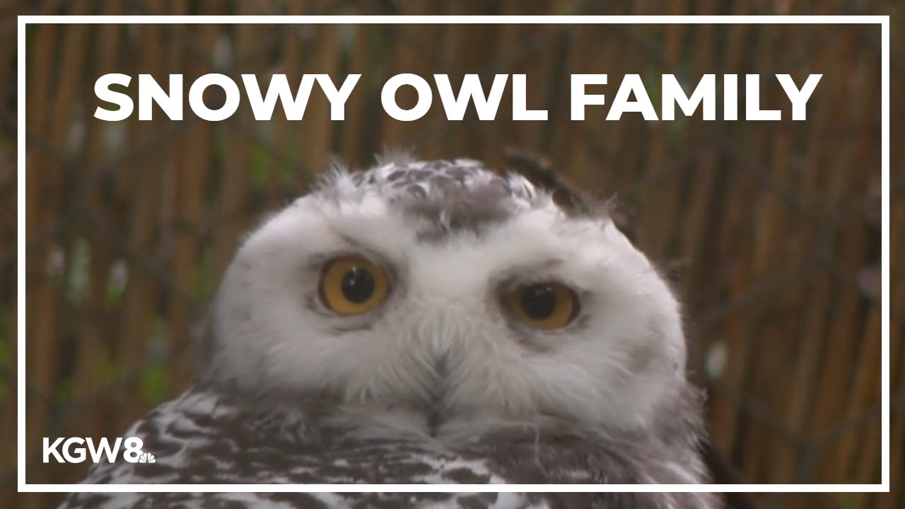 Drew at the Zoo: Snowy Owls