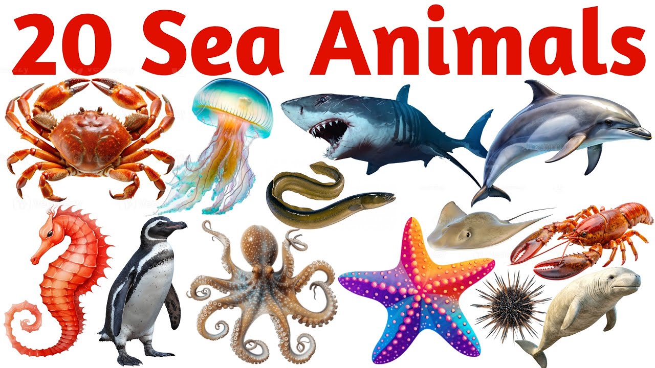 समुद्री जीवों के नाम सीखें|Learn 20 Sea Animals Names for Kids with Pictures Sounds and Easy English