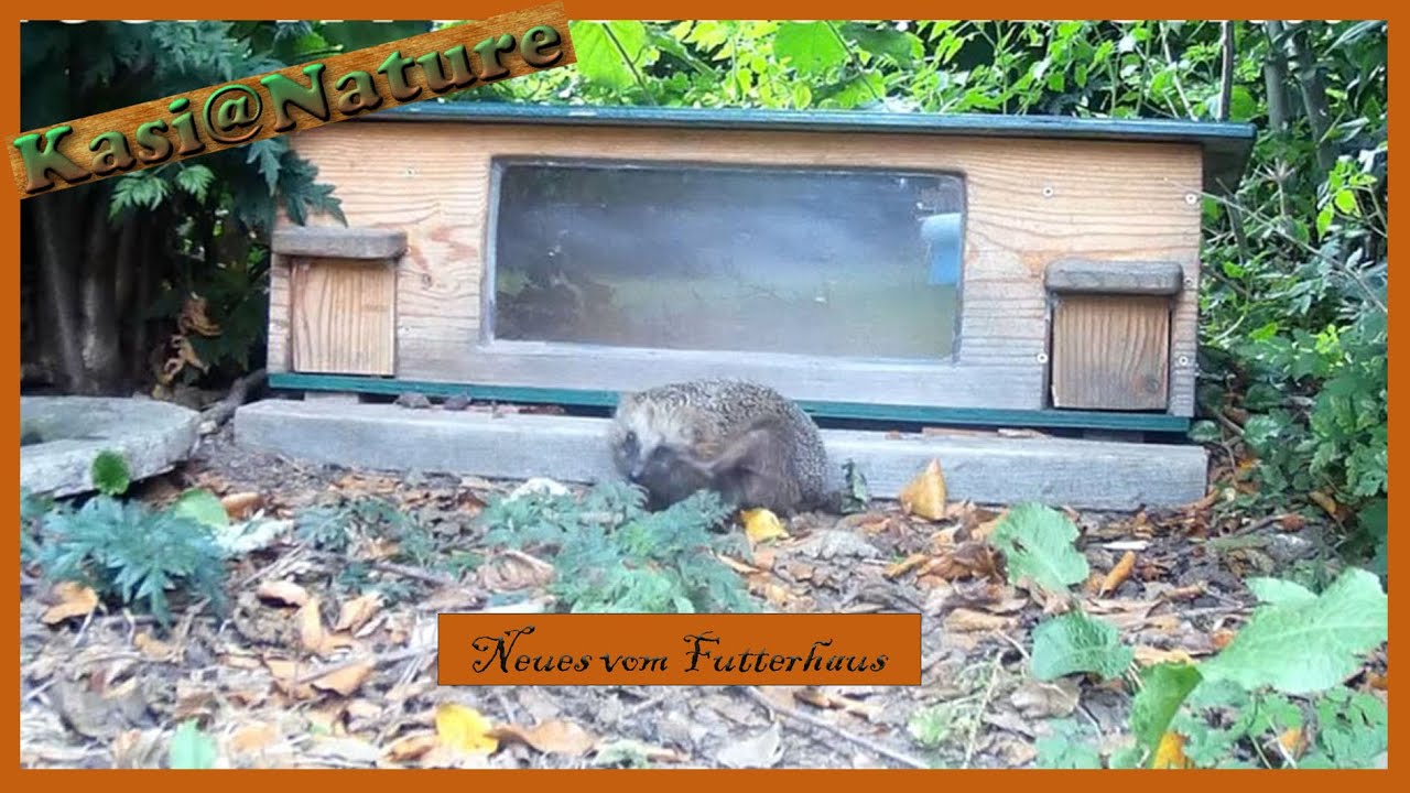 Neues vom Igel - Futterhaus Igel füttern vorm Winterschlaf News of the hedgehog - before hibernation