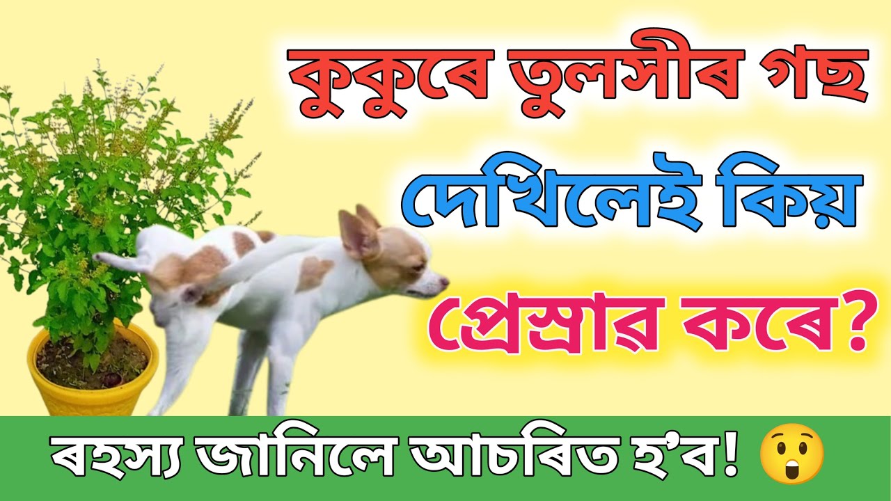 কুকুৰে তুলসীৰ গছ দেখিলেই কিয় প্ৰেস্ৰাৱ কৰে / Assamese Vastu Tips