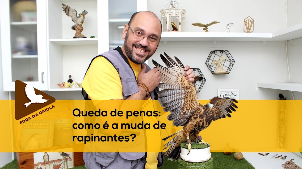 Queda de penas: como é a muda de rapinantes?