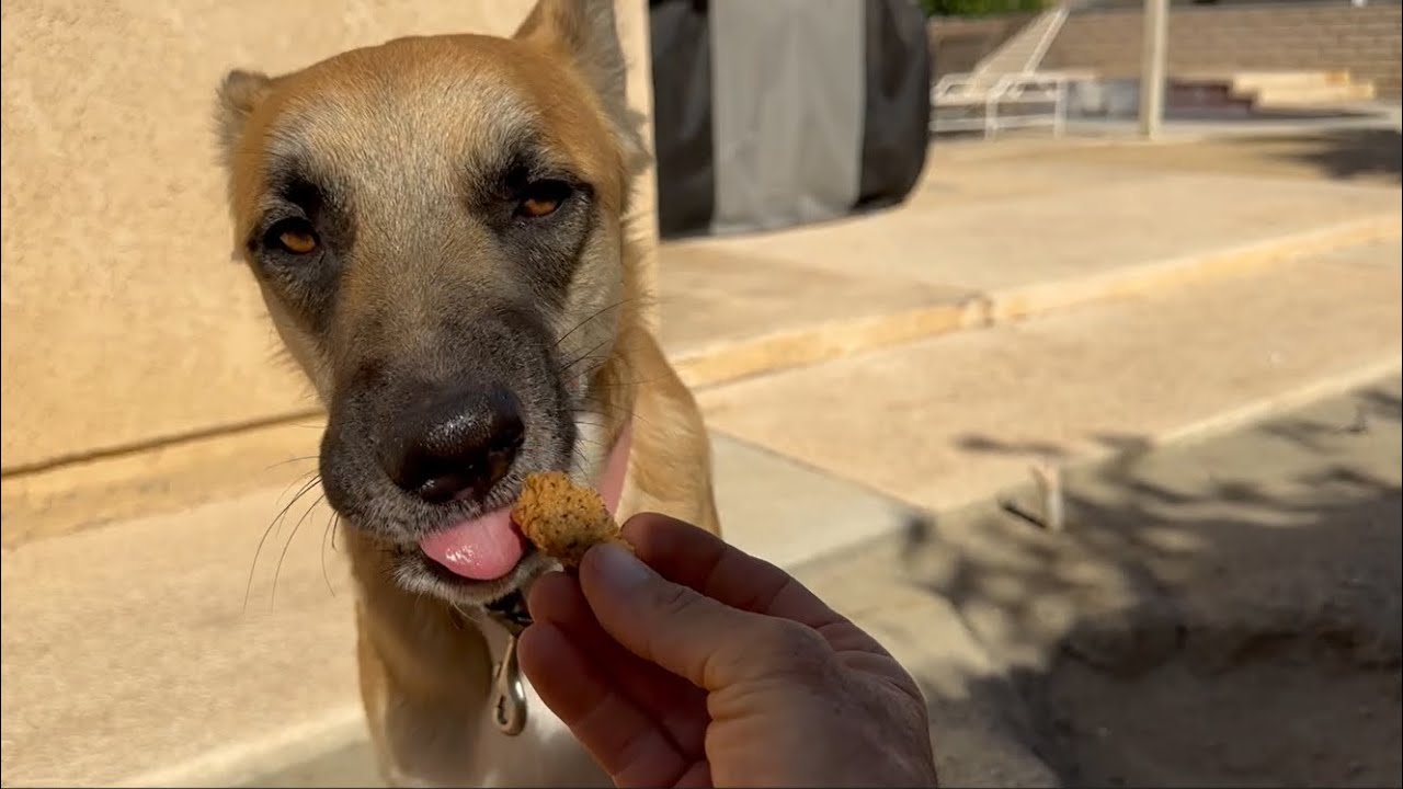 Young Stray Shepherd Scores Forever Home