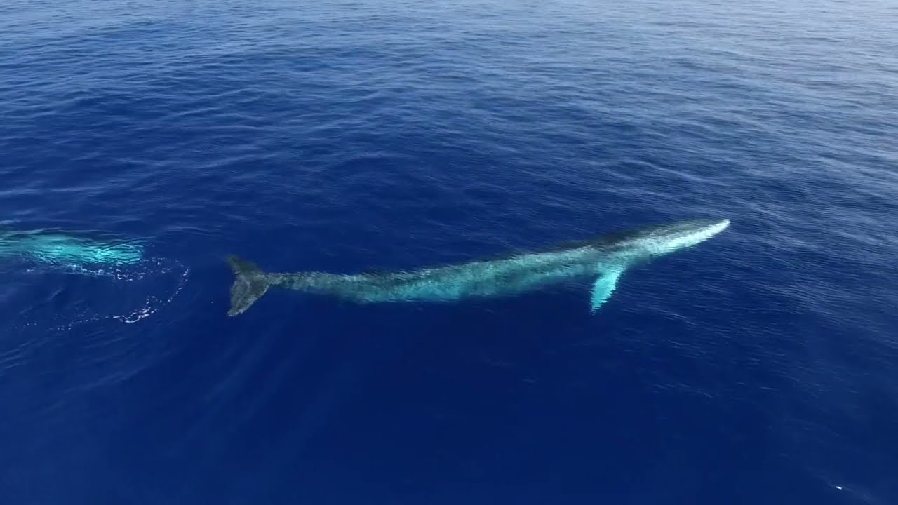 Raconte moi ta grande bleue