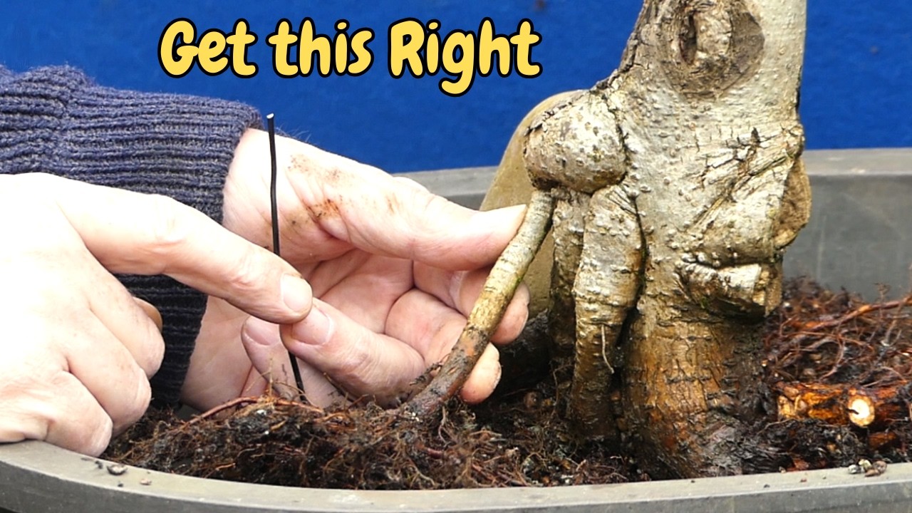 The Safe Way to Repot a Bonsai Tree (Beginner Friendly Guide)
