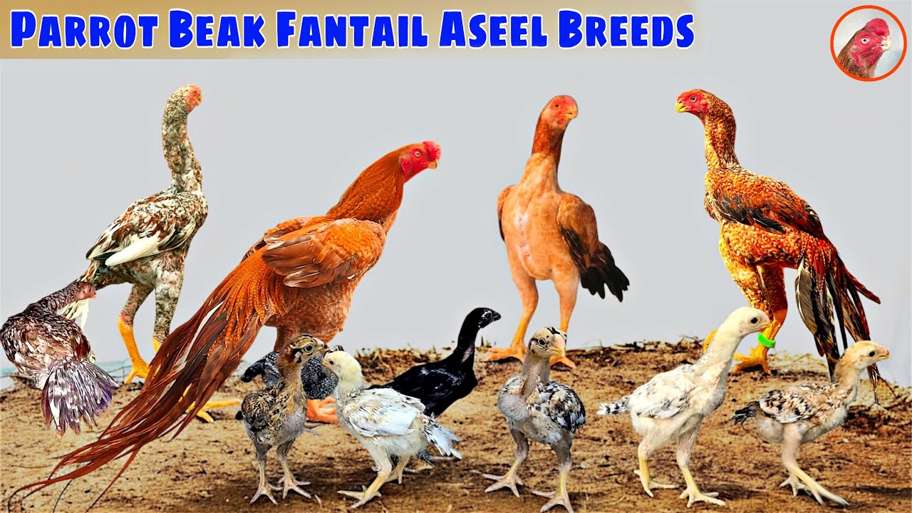 Parrot Beak Fantail Aseel | Breeding Male, Female & Chicks Full Update | @NayakAseelBreeds