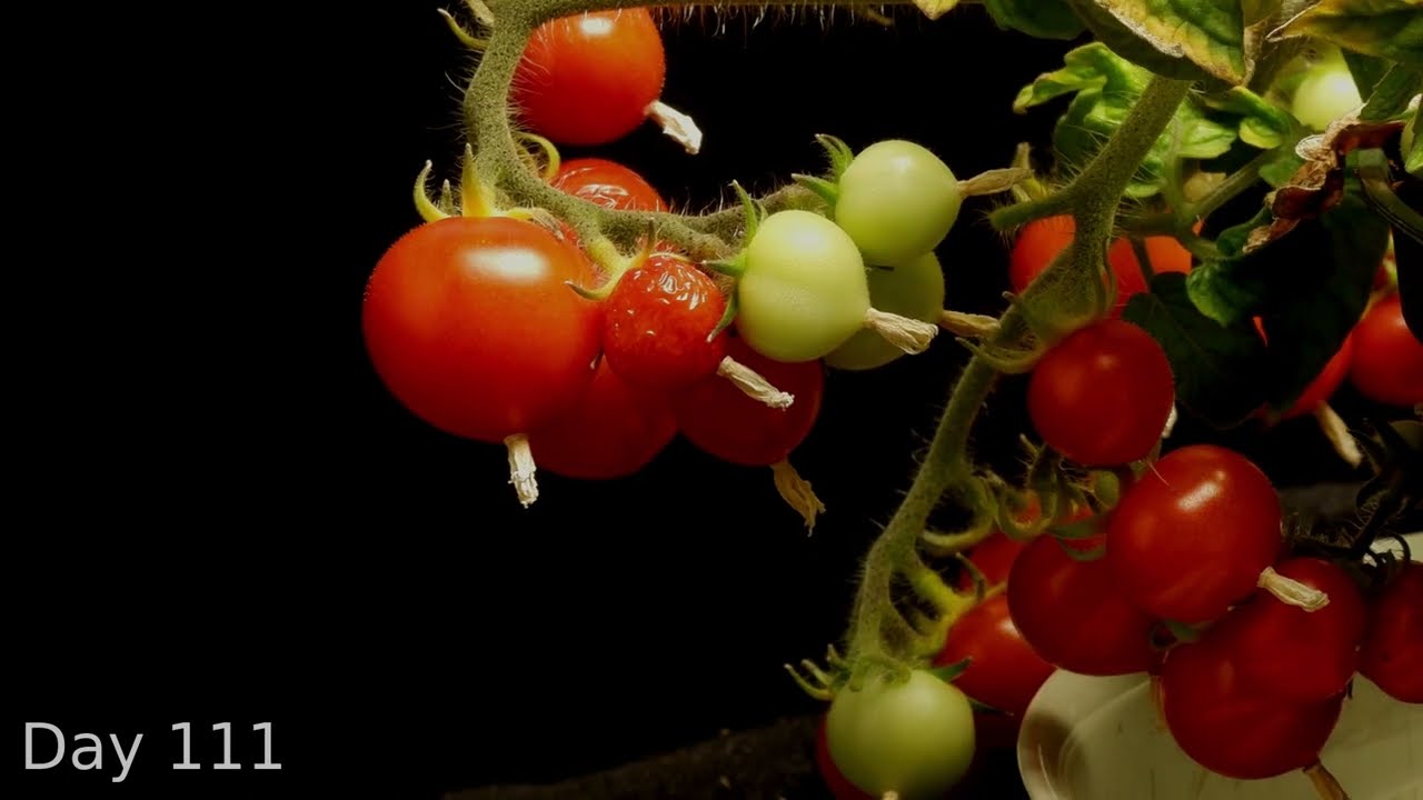 Time Lapse of Tiny Tomatoes (Micro-Tom) from Seed to Fruit