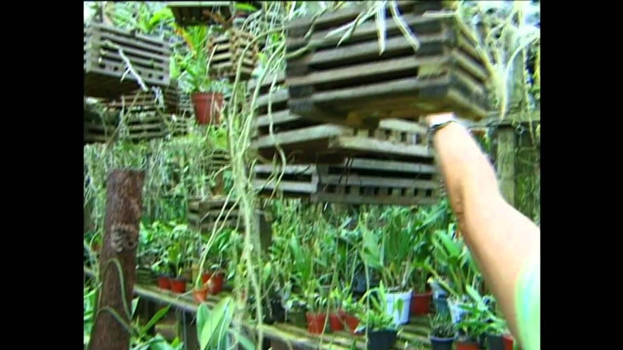 Las Orquídeas de Montecarlo, Misiones