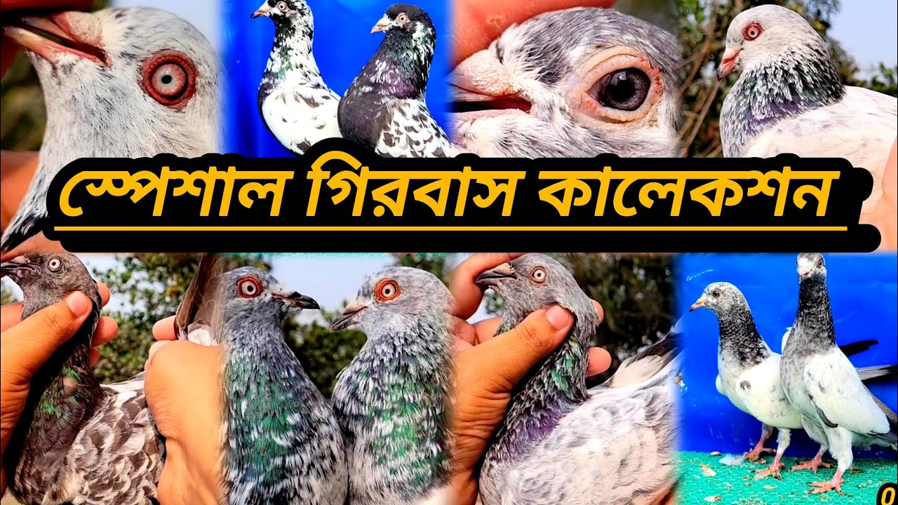 #গড়া,হেমার,কোবরা,পাংখি, যাক, সবুজ গলা,আর্মি,বেজি,পাকিস্তানি রামপুরী,ইত্যাদি🕊