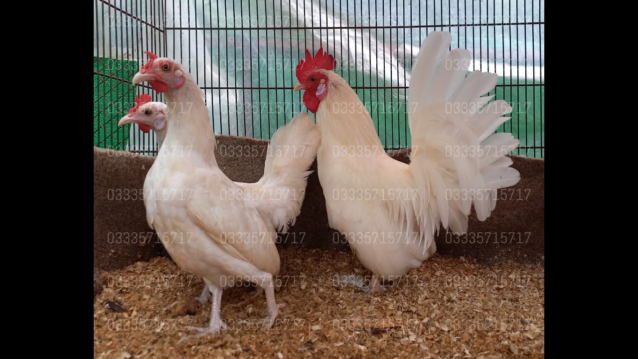 Japanese & English Game | Ubaid Farming Sales | #chicks #chickens #fancychicks #hens