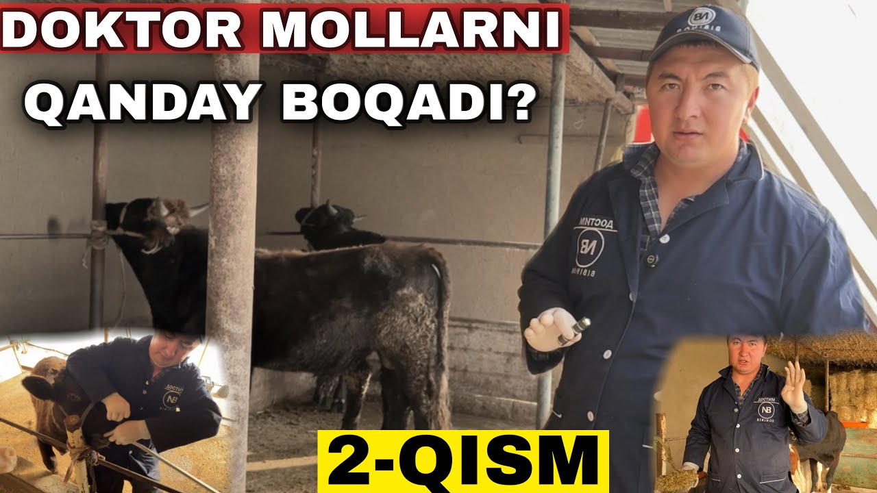 Бозордан Кандай Мол Олиш Керак? Хамма Кутган Видео Доктор Молларнини Кандай Бокади? #2025 #молбокиш 
